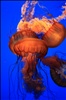 Monterey Bay Aquarium